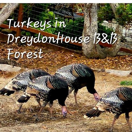 Dreydon House Bed And Breakfast Cambria Buitenkant foto